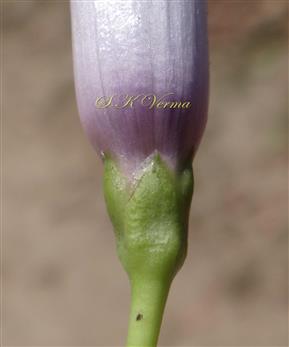  Calyx